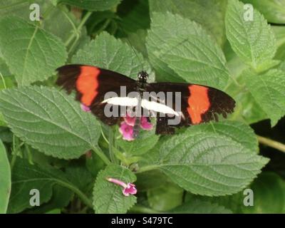 Red Postman Tropical Butterfly Stock Photo