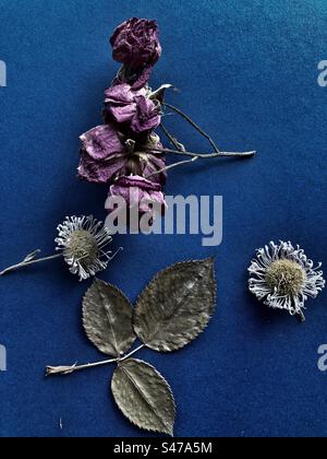 Still life of dried flowers,isolated on blue background. Stock Photo