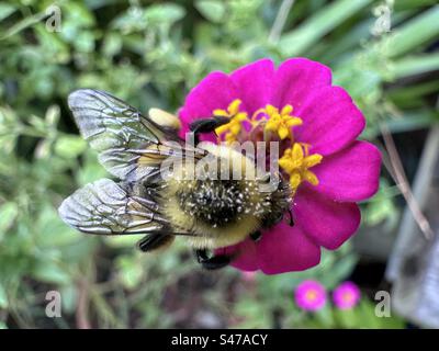 Bumble  bee on miniature zinnia flower in Florida Stock Photo
