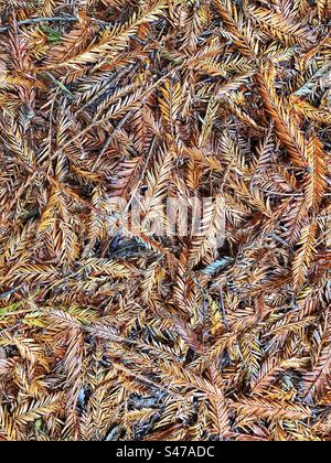 Fallen pine needles on the forest floor in the New Forest National Park Arboretum, Hampshire United Kingdom Stock Photo