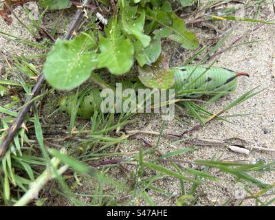 Hawk Moth Caterpillar. Convolvulus Hawkmoth Caterpillar, Bournemouth, UK. Stock Photo