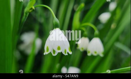 Leucojum Aestivum also known as Summer Snowflakes or Loddon Lily. Small white bell shaped flowers. Stock Photo