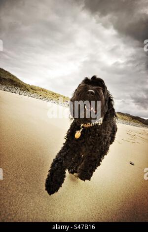 Cockapoo dog running towards the camera on a beach in Scotland, United Kingdom Stock Photo