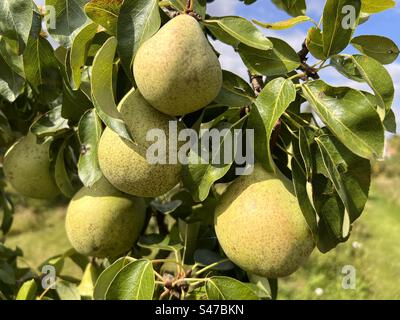 Close up of pears hanging on organic orchard garden the ripe juicy fruit on branches with green leaves in Summer Stock Photo