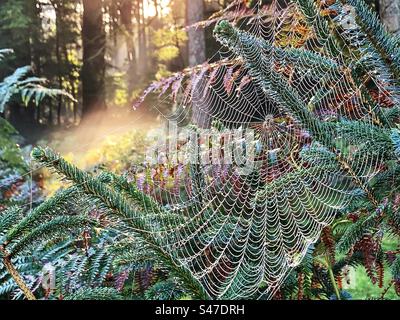 Spiders web at sunrise in the New Forest National Park Stock Photo