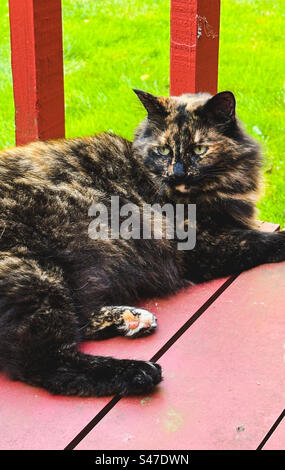 Beautiful, fluffy tortoiseshell cat on deck Stock Photo