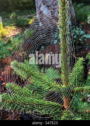 Spider resting on web at sunrise in the New Forest National Park Stock Photo