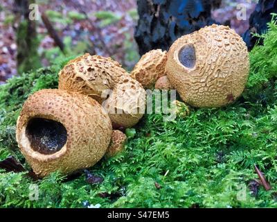 Common Earth-ball Fungus (Scleroderma Citrinum). growing in the New Forest Hampshire, United Kingdom. Stock Photo