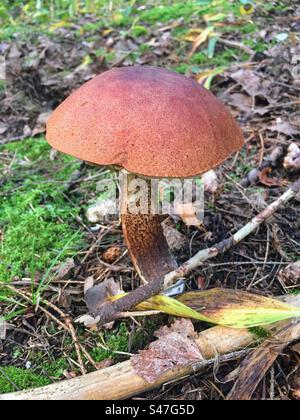 Single red orange cap Leccinum aurantiacum boletus fungi growing in the forest soil Stock Photo
