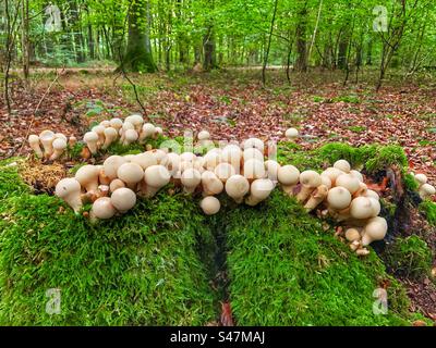 Stump puffball fungus (Apioperdon pyriforme) growing on a beech tree stump covered in moss in October near Winchester Hampshire United Kingdom Stock Photo