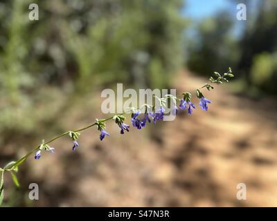 Azure blue sage (Salvia azurea) is a deciduous perennial wildflower that occurs naturally in flatwoods and sandhills. It blooms in Aug-Se attracts bees, butterflies and humming birds. Stock Photo