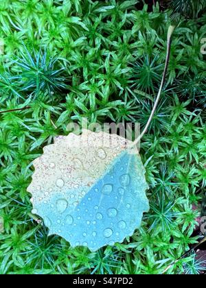 Close up of the aspen alder fallen half coloured green and yellow leaf with the rain water drops on the bright moss Stock Photo