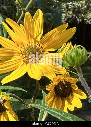 Helianthus pauciflorus, called the stiff sunflower, is a North American plant It is widespread across the Great Plains, the Rocky Mountains, and the Great Lakes grows 6 to 7 ft tall self germinates Stock Photo