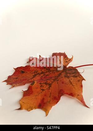 Maple leaf with different shades of red. Stock Photo