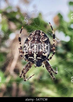 Garden Spider (Araneus diadematus) female resting on web waiting for prey In October at The Hub playing fields Bishopstoke Hampshire United Kingdom Stock Photo