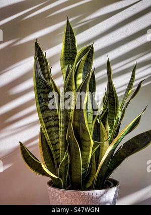 Close-up of Dracaena trifasciata aka snake plant/mother-in-law’s tongue potted plant in a white pot against shadow patterned white wall. Sunlight, shadow. Line, pattern. Stock Photo