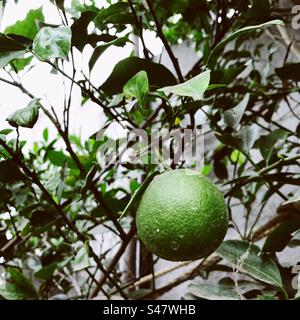 A sweet lime hanging on its tree Stock Photo