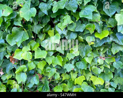 Ivy leaves growing up a wall Stock Photo