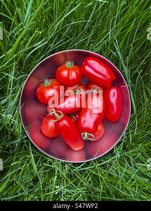 A freshly picked bowl of home grown tomatoes Stock Photo