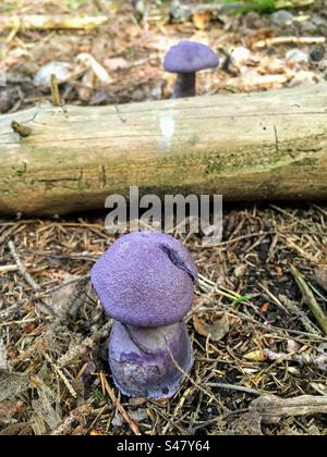 Two violet webcap cort cortinarius violaceus fungi mushrooms growing in the forest soil with thick dry branch trunk between Stock Photo