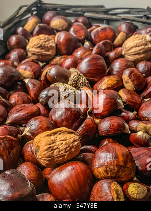 A basket of chestnuts, walnuts & acorns in shells Stock Photo