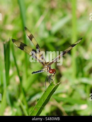 An orange and brown Halloween Pennant dragonfly, on a reed Stock Photo