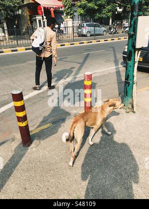 A man trying to cross the road and a dog walking on the pavement Stock Photo