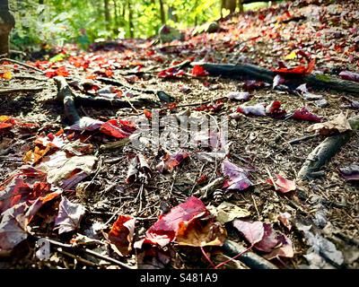 Red and brown leaves on forest floor Stock Photo