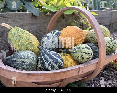 Trug of gourds Stock Photo