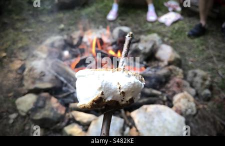 Toasted Marshmallow Stock Photo