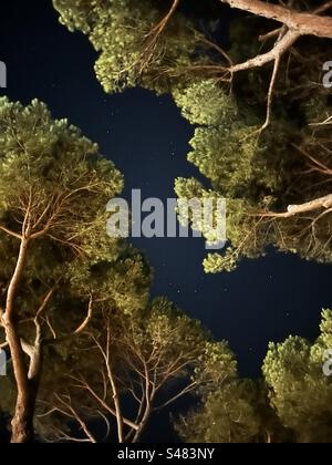 Night sky through trees taken in Tuscany Stock Photo