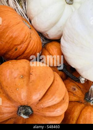 Orange and White Pumpkins in basket Stock Photo