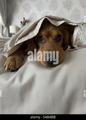 Show cocker spaniel Stock Photo