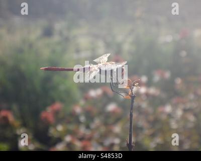 Male red-veined darter, also known as nomad dragonfly (Sympetrum fonscolombii) perching a a dry twig - backlit, hazy, soft focus Stock Photo