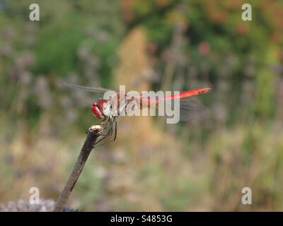 Male red-veined darter, also known as nomad dragonfly (Sympetrum fonscolombii) perching a a dry twig Stock Photo