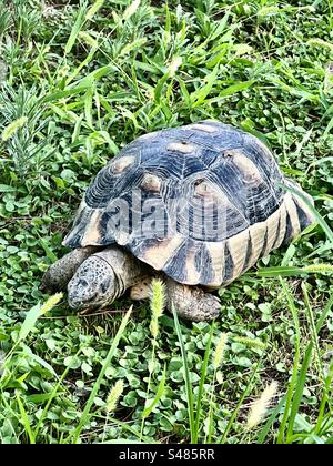 Snacking on grass, this is one many tortoises that roam and live freely in the archealogical site of Kerameikos Ancient Cemetery in Athens, Greece. Stock Photo