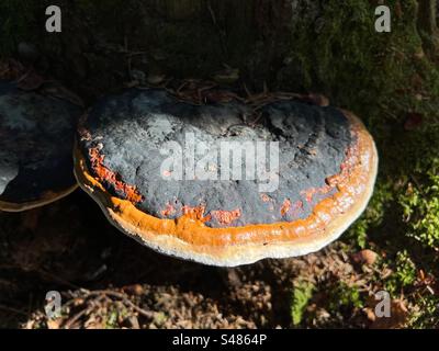 Close up of the fomitopsis pinicola red-belted bracket conk fungi mushroom in the play of light and shadow Stock Photo