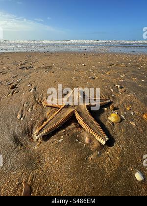 Starfish on the beach - Playa Punta Umbria, Huelva province, Southern Spain. Stock Photo