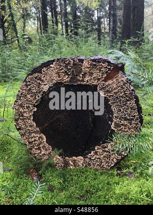 Lichen growing on cut pine tree stump in the New Forest National Park Stock Photo
