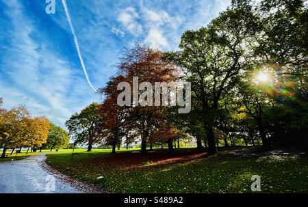 Autumn sunshine through trees that are shedding leaves with blue Sky background in Tatton Park Knutsford England Stock Photo