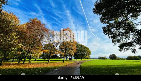 Autumn scene with trees with leaves turning colour and dropping on a blue Sky morning in Tatton Park Knutsford Cheshire Stock Photo