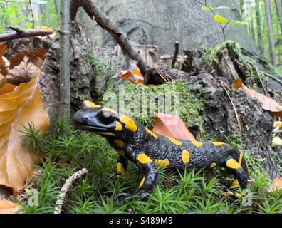 Rare Amphibian Salamandra Salamandra (spotted salamander) Stock Photo