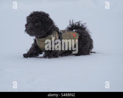 Black dog in snow Stock Photo