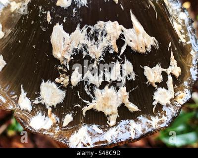 Magpie Inkcap mushroom (Coprinopsis picacea) closeup showing white flecks on the cap. Growing in Knightwood Oak, New Forest National Park, Hampshire United Kingdom Stock Photo