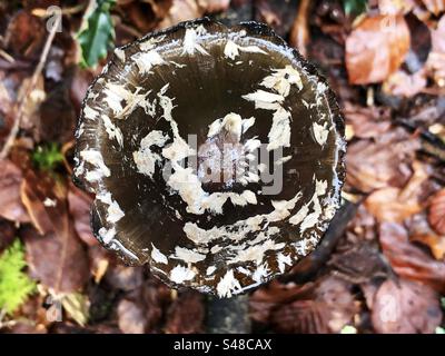 Magpie Inkcap mushroom (Coprinopsis picacea) closeup of white specks on the mushroom cap, growing in Knightwood Oak, New Forest National Park Hampshire United Kingdom Stock Photo