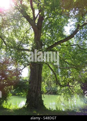 Bally Park Stock Photo