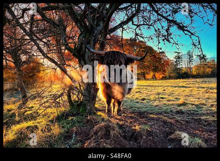 Highland cow in a field on a cold morning. Stock Photo