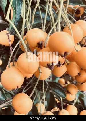 Pyracantha Soleil D’Or - Orange Berries Stock Photo