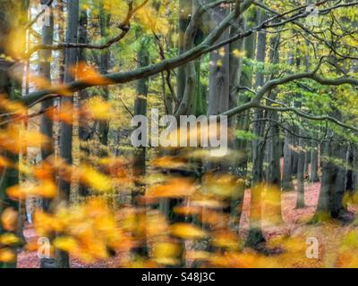 Autumn leaves blowing in wind in woodland at Rivington near Chorley in Lancashire Stock Photo