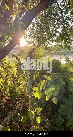 Early summer morning view in countryside of Latvia. Photo with shadows and plants under the tree. The main subject is pteridophyte. Stock Photo